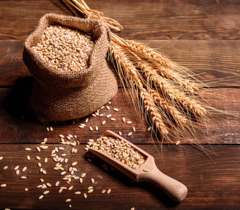 Grains of wheat in bags and ears